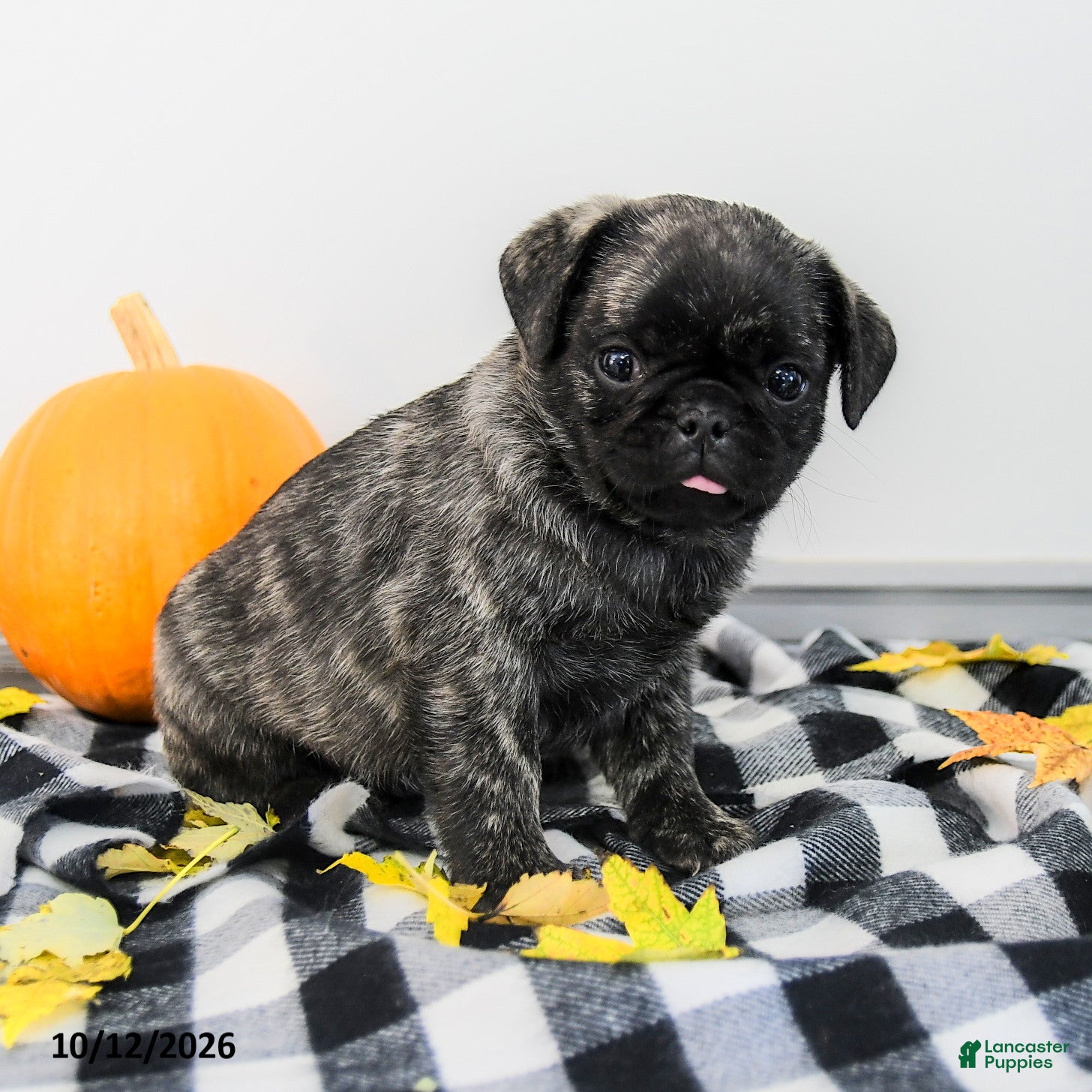 Pug dogs Pierce - Ad 2