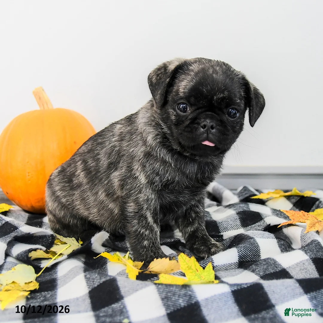 Pug dogs for sale: Pierce - Ad 2