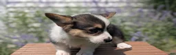 Welsh Corgi Pembroke dogs for sale: Lanie - Ad 8