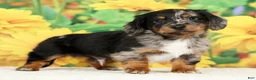 Miniature Dachshund dogs for sale: Lincoln - Ad 4