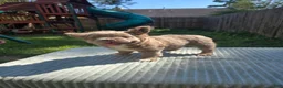 French Bulldog dogs for sale: Benlee - Ad 5