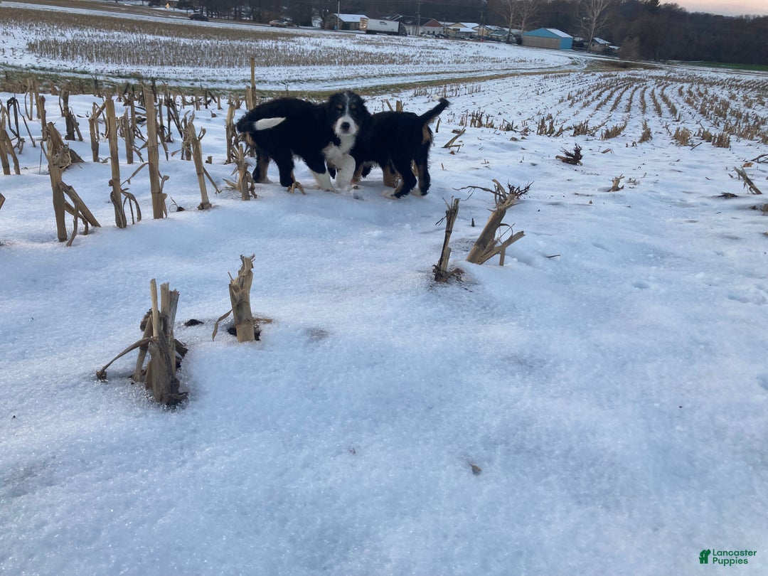 Mixed Breed dogs for sale: Cammy - Ad 10