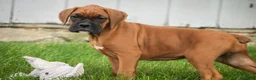 Boxer dogs for sale: Haddie - Ad 4