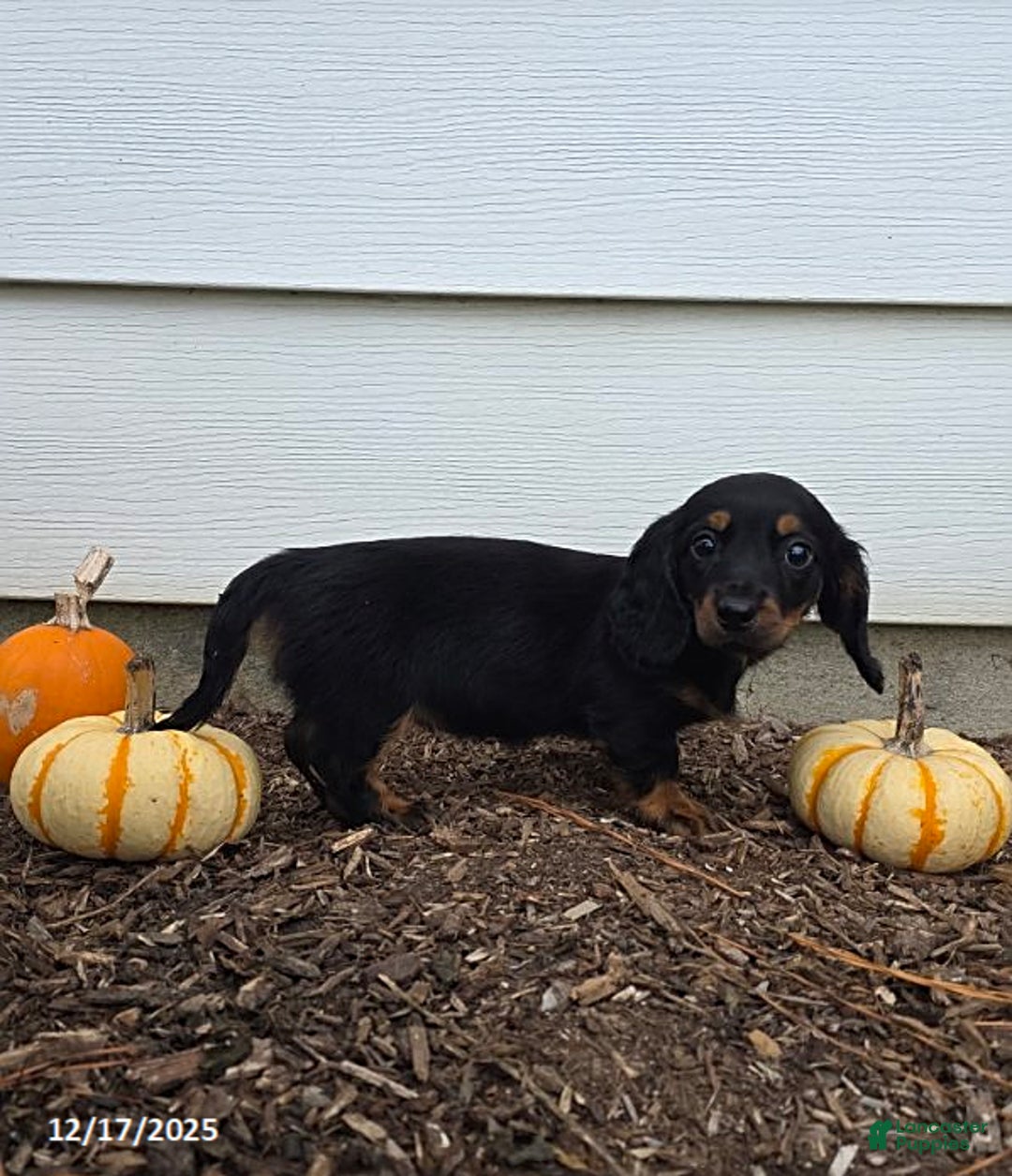 Miniature Dachshund dogs for sale: Stacey - Ad 6