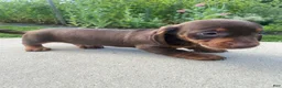Miniature Dachshund dogs for sale: Ryder - Ad 3