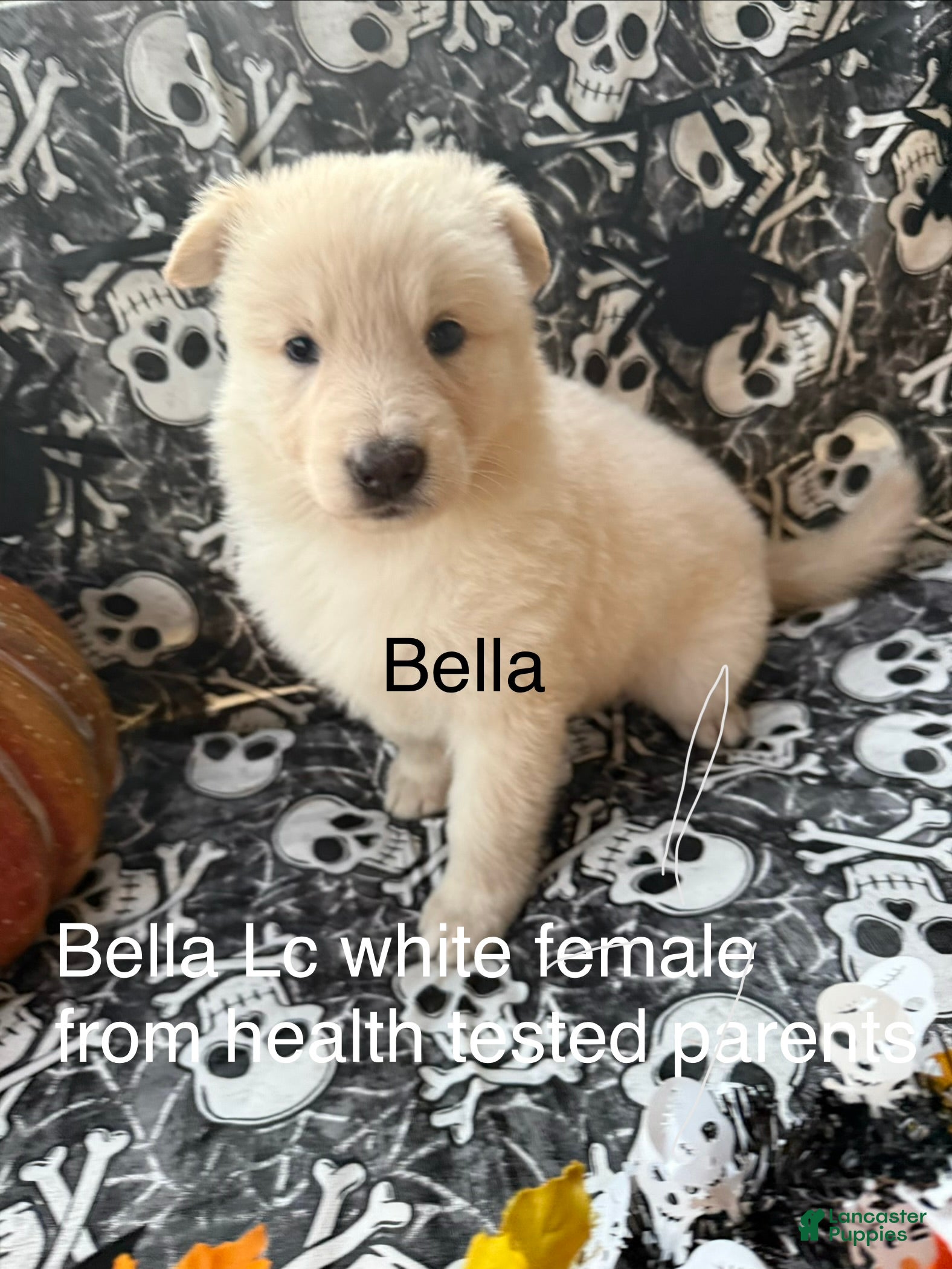 German Shepherd dogs Bella - Ad 29