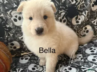 German Shepherd dogs Bella - Ad 29