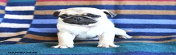 Pug dogs for sale: Rose  - Ad 1