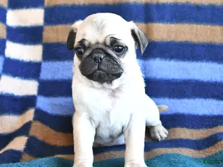 Pug dogs for sale: Rose - Ad 3