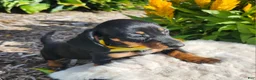 Miniature Dachshund dogs for sale: Zara - Ad 6