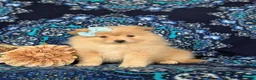 Pomeranian dogs for sale: Monette - Ad 5