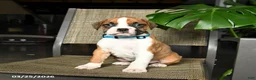 Boxer dogs for sale: Captian - Ad 2