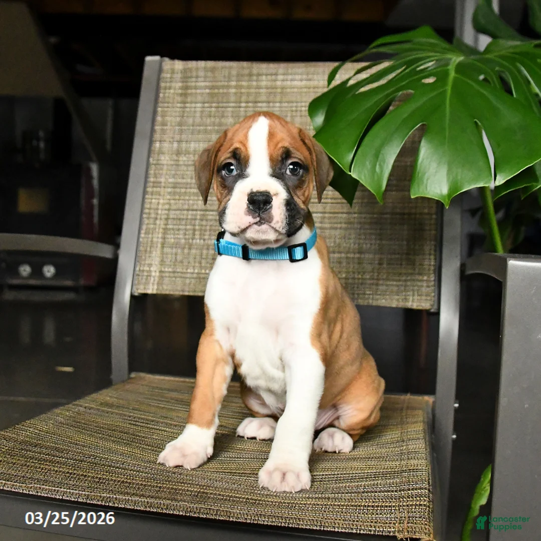 Boxer dogs for sale: Captian - Ad 2