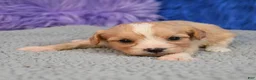 Cavapoo dogs for sale: Cavapoo 2 - Ad 6