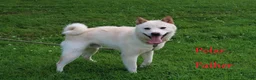 Shiba Inu dogs for sale: Irita - Ad 10