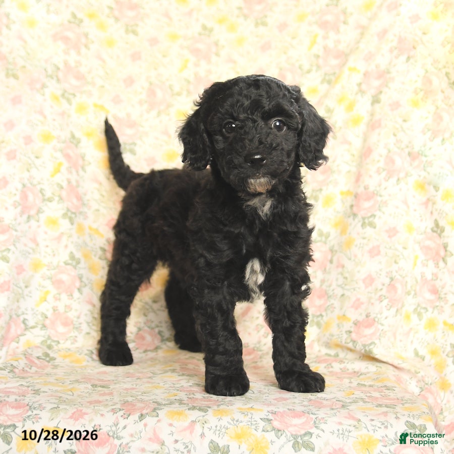 Mini Goldendoodle dogs for sale: Oliver - Ad 1