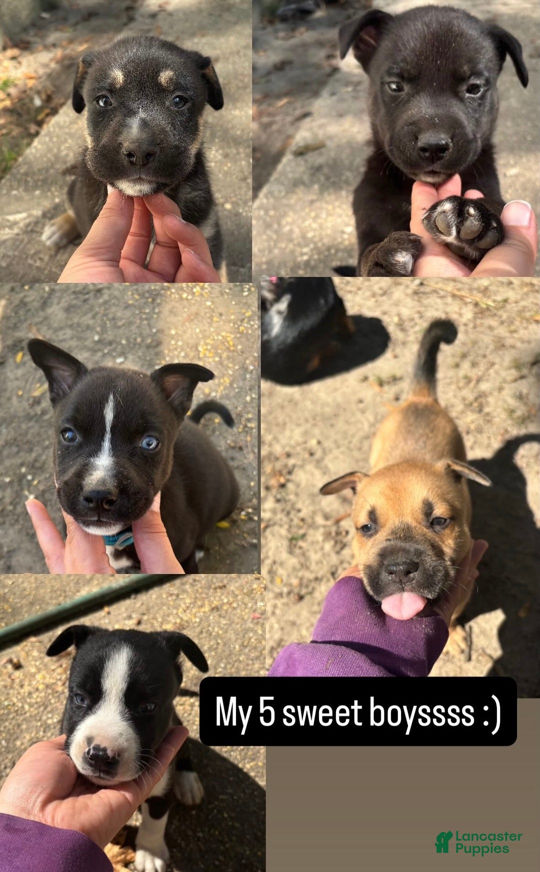Mixed Breed dogs for sale: Bear - Ad 7