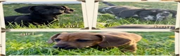 Miniature Dachshund dogs for sale: Bo-Peep - Ad 3