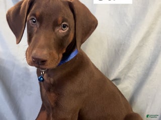 Doberman Pinscher dogs Sam - Ad 16