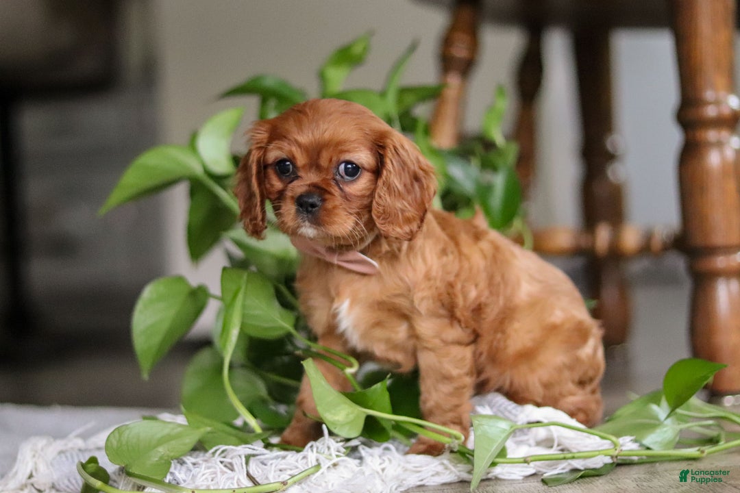Cavalier King Charles Spaniel dogs for sale: Cleo - Ad 5