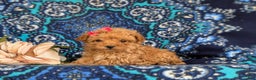 Bichpoo dogs for sale: Venus 8 lbs Full Grown - Ad 5