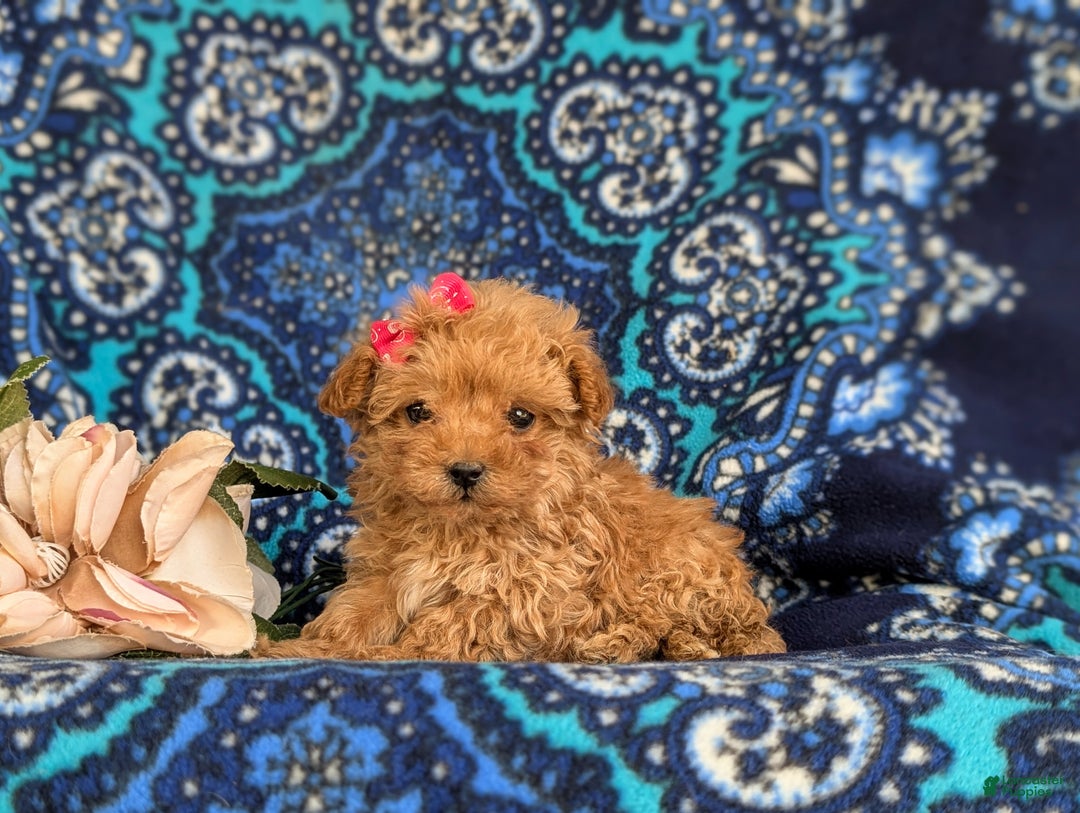 Bichpoo dogs for sale: Venus 8 lbs Full Grown - Ad 5