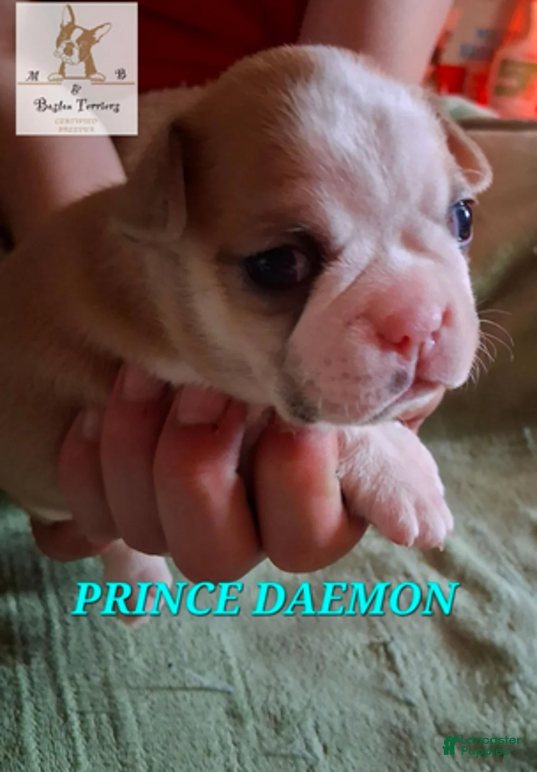 Boston Terrier dogs for sale: Prince Daemon - Ad 2