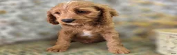 Cavapoo dogs for sale: Glacier - Ad 4