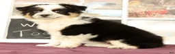 Mixed Breed dogs for sale: Trisha - Ad 4