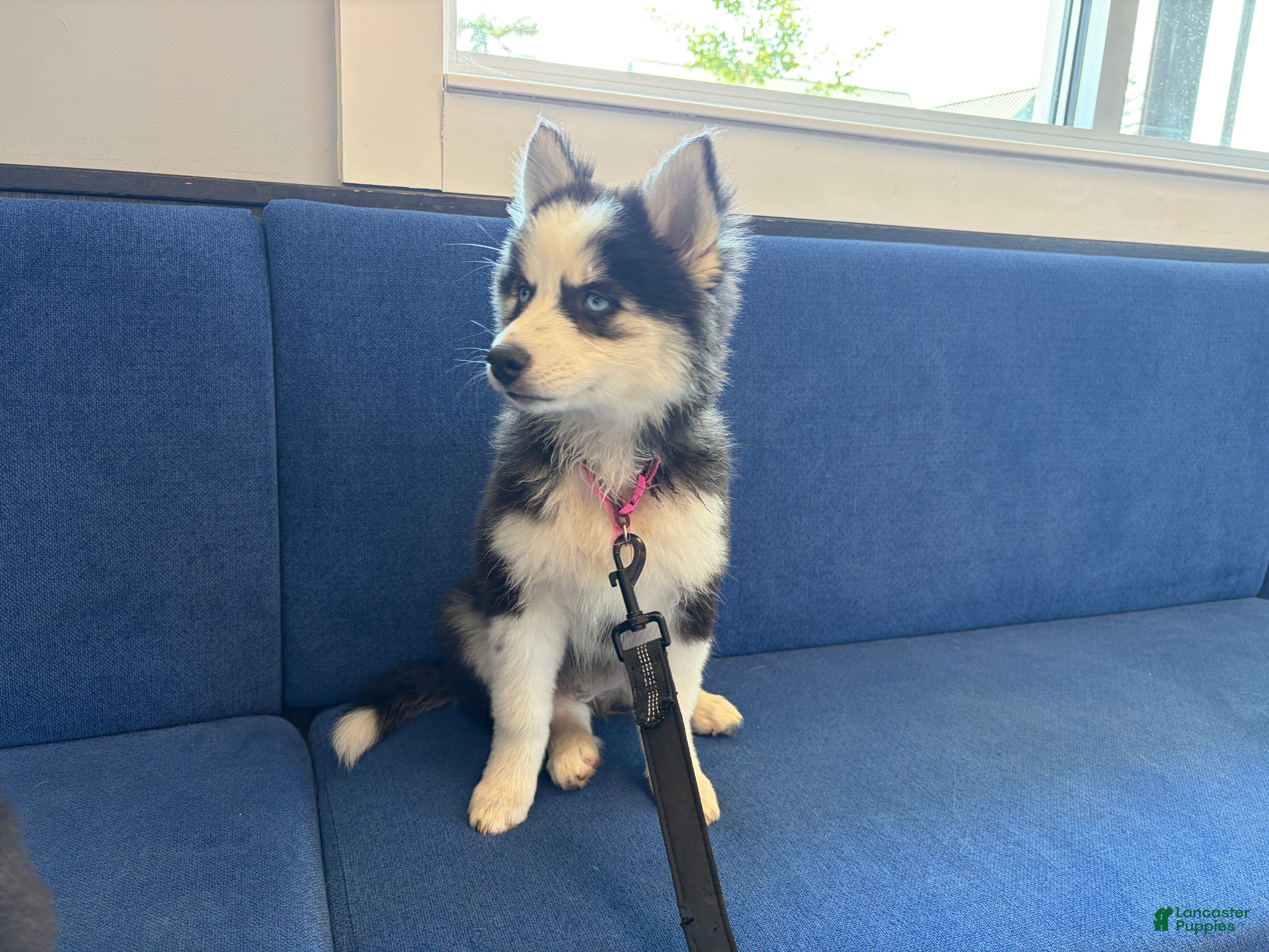 Pomsky dogs Poppy - Ad 2