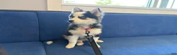 Pomsky dogs for sale: Poppy - Ad 2
