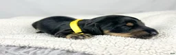 Miniature Dachshund dogs for sale: Vanilla - Ad 3