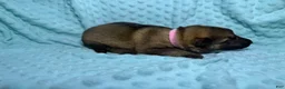 German Shepherd dogs for sale: Daisy - Ad 57