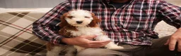 Cavapoo dogs for sale: Larry Cavapoo  - Ad 11