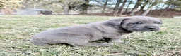 Cane Corso dogs for sale: Cane Corso Puppy 1 - Ad 8