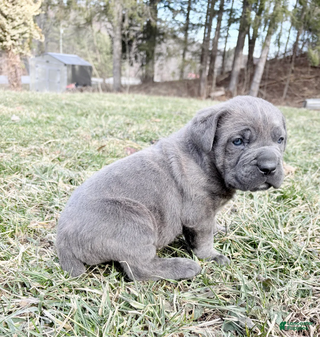 Cane Corso dogs for sale: Cane Corso Puppy 1 - Ad 8