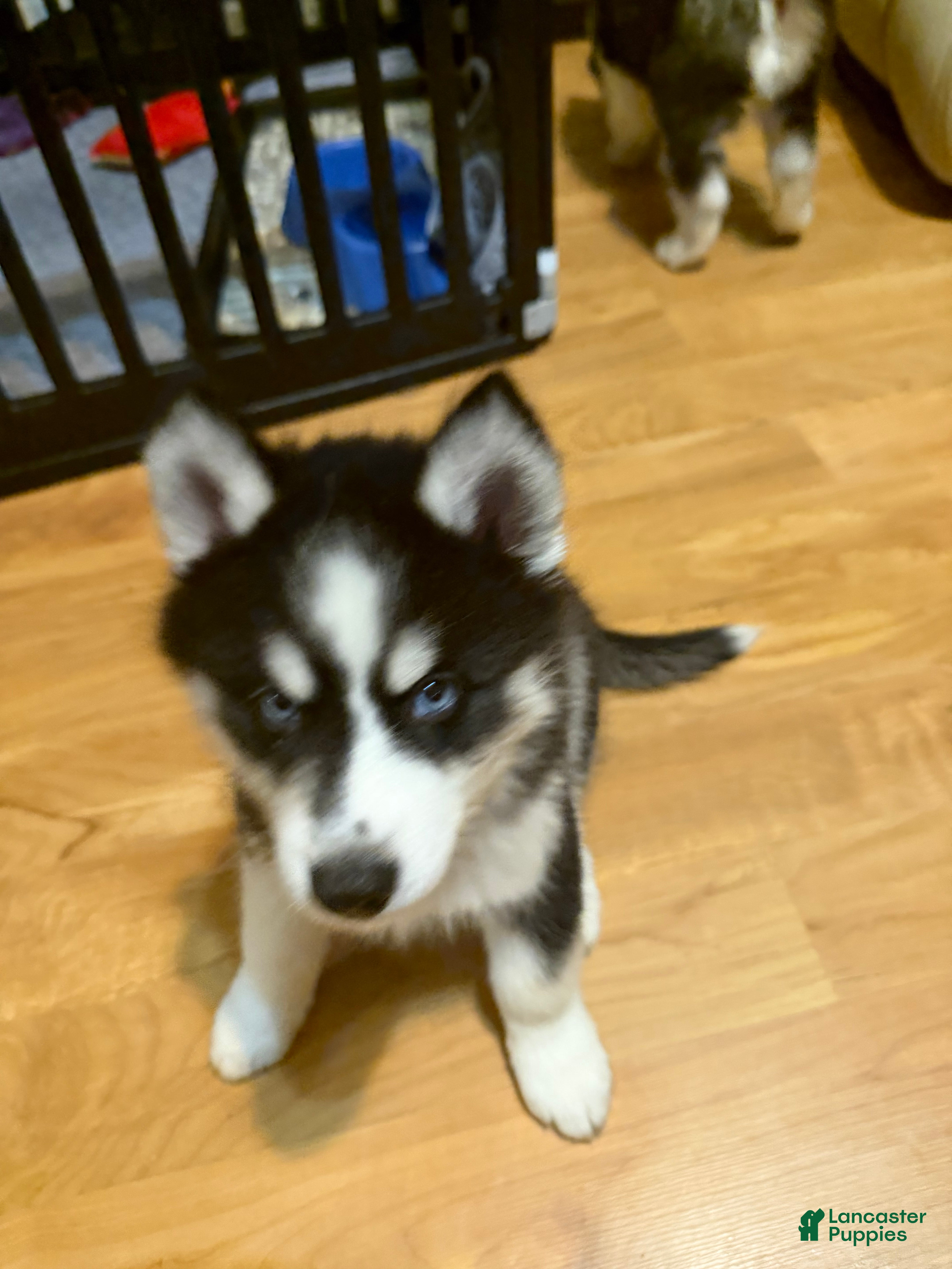 Siberian Husky dogs Rocky  - Ad 5