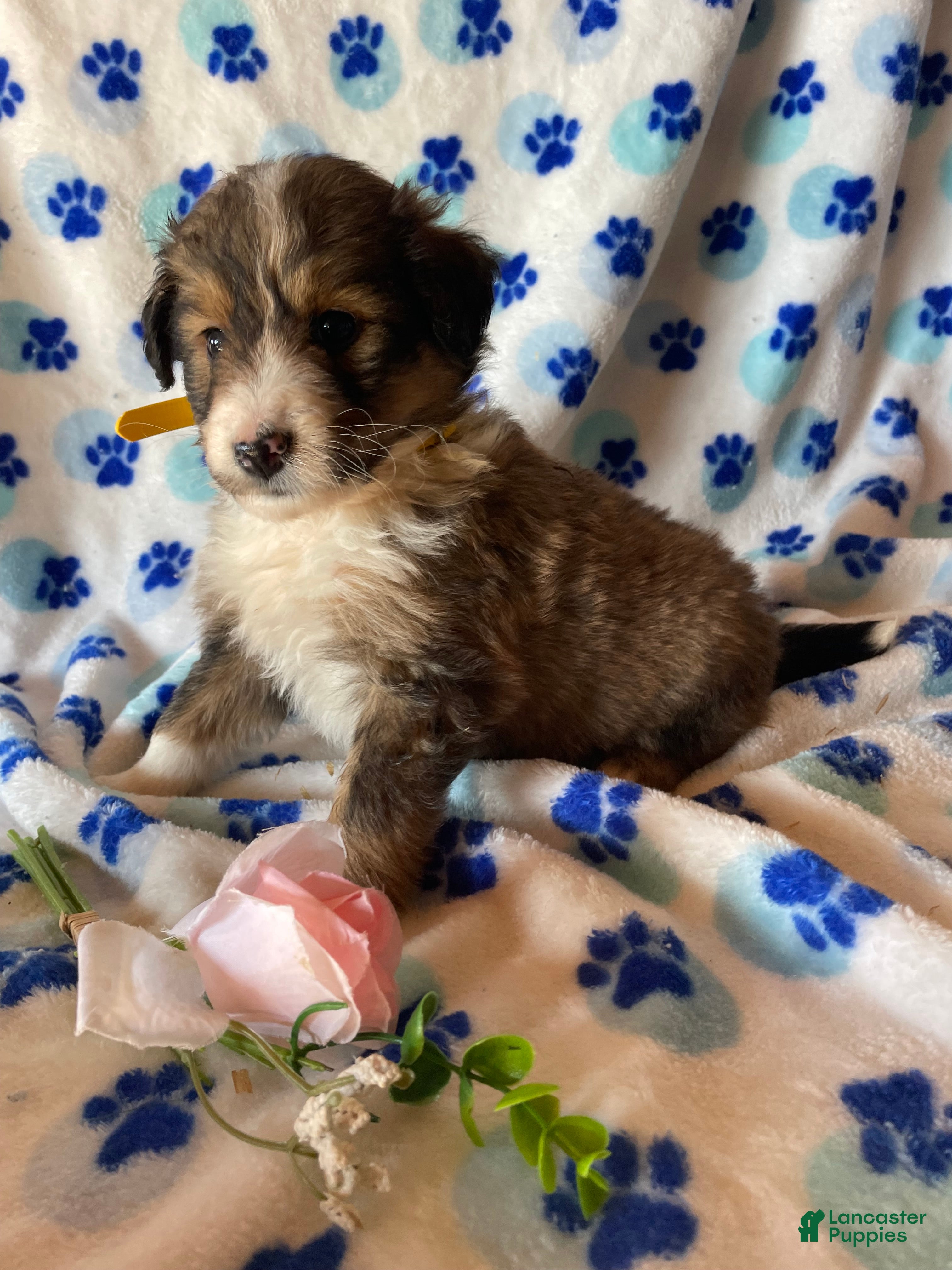 Mixed Breed dogs Fiona - Ad 9