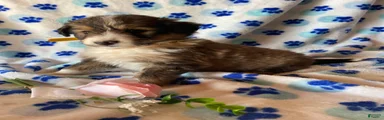 Fiona