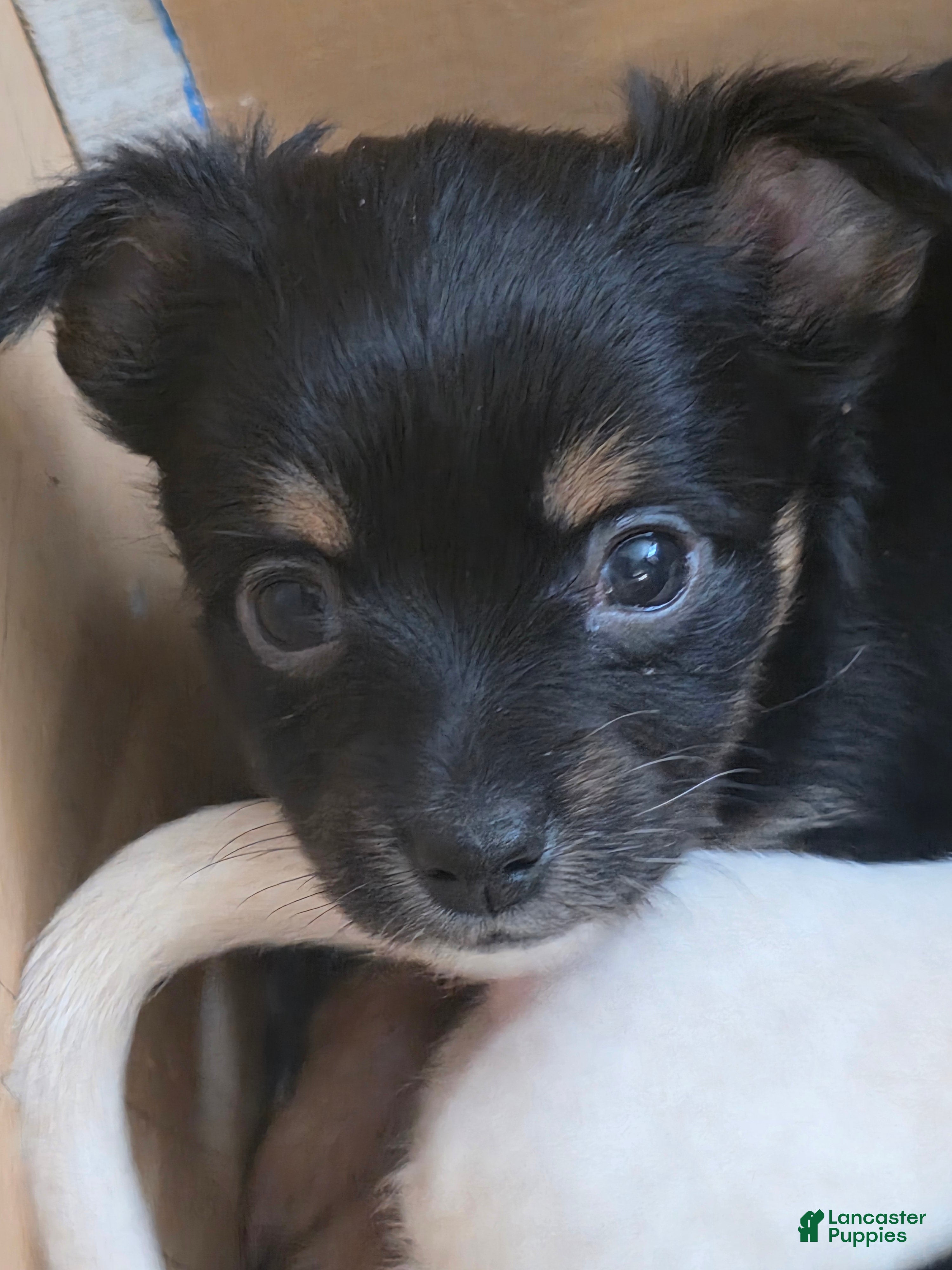 Chiweenie dogs Chiweenie Puppy 5 - Ad 2