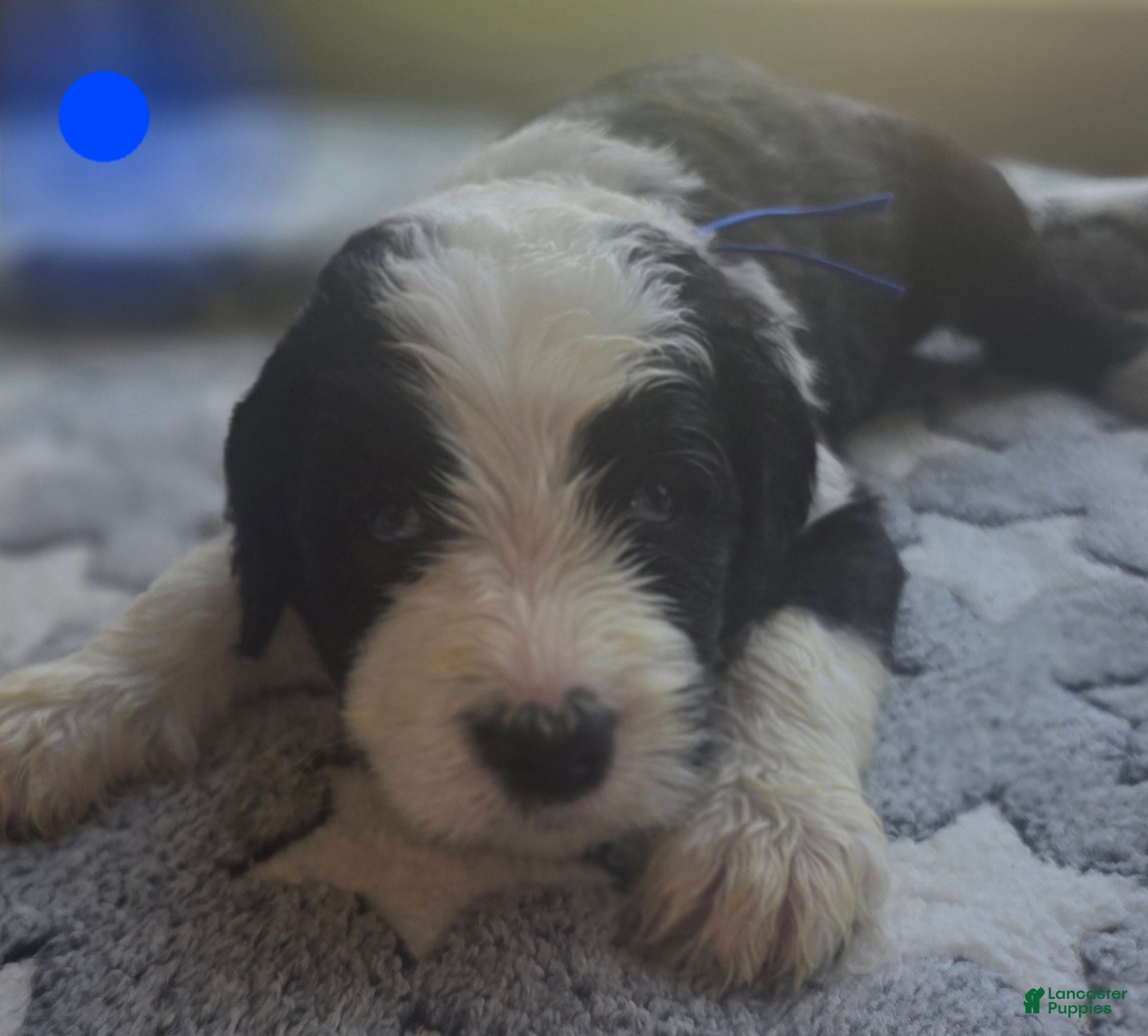 Sheepadoodle dogs Hosta- blue collar  - Ad 16