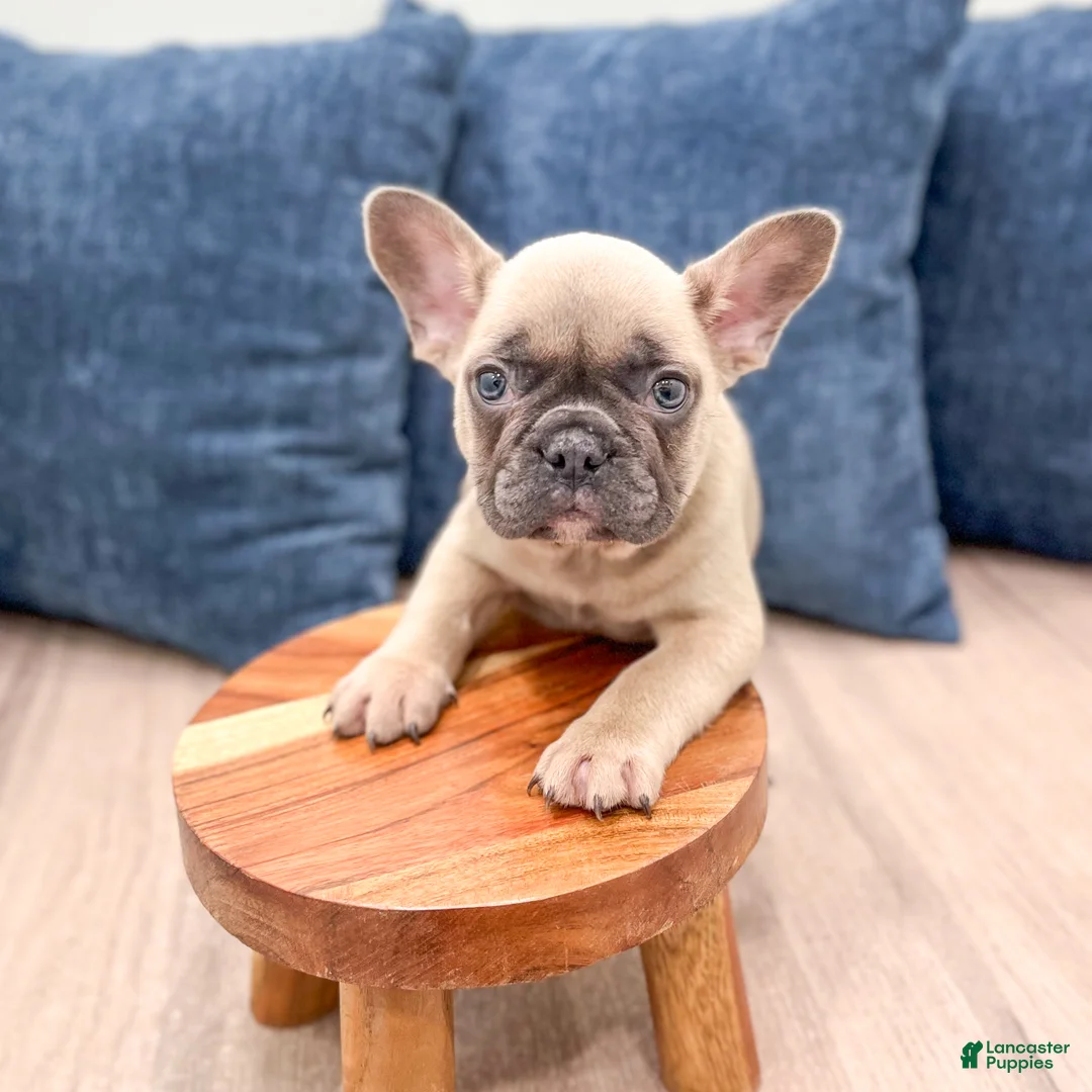 French Bulldog dogs for sale: Duke - Ad 2