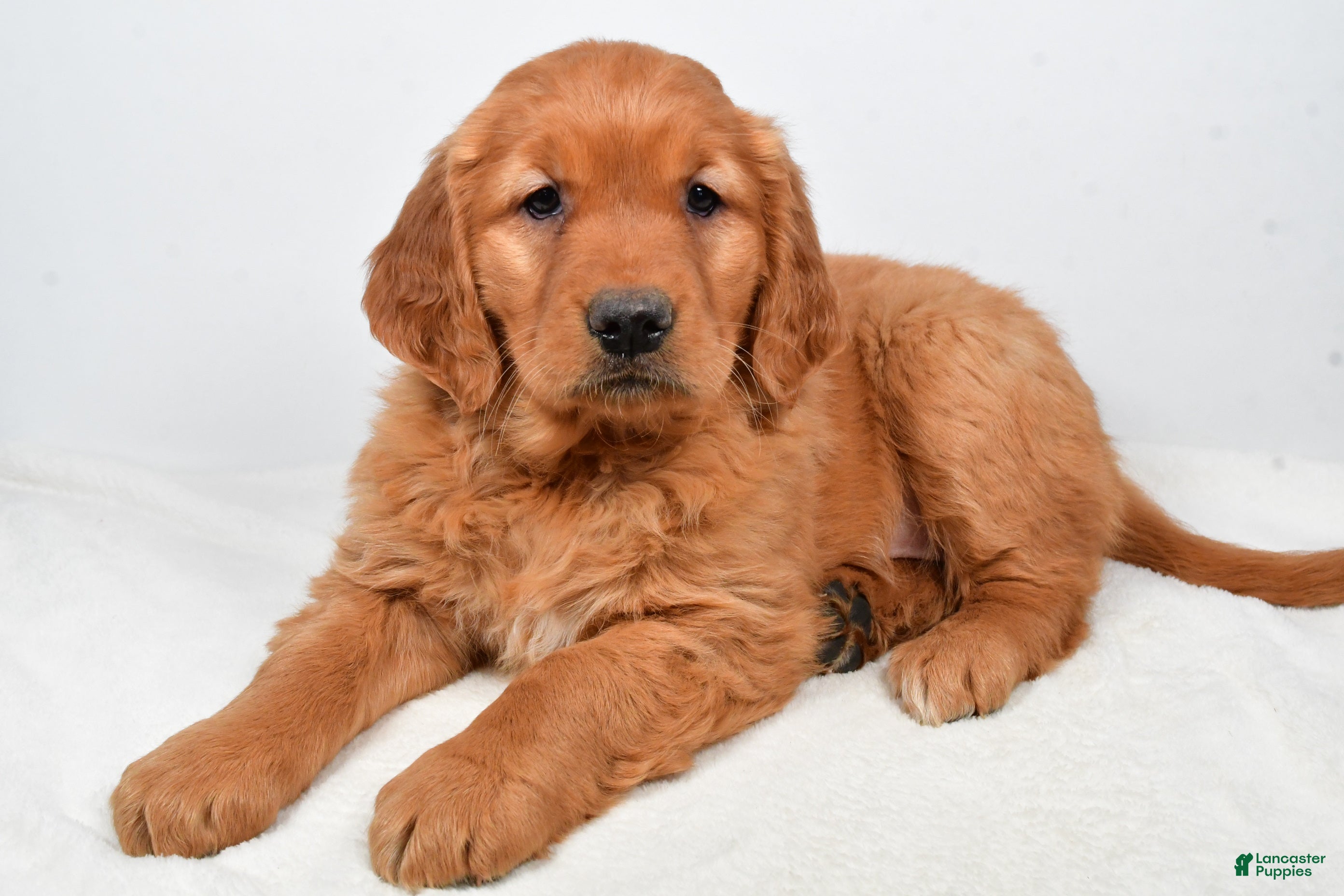 Golden Retriever dogs Abby - Ad 5