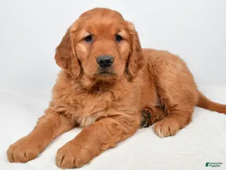 Golden Retriever dogs Abby - Ad 5