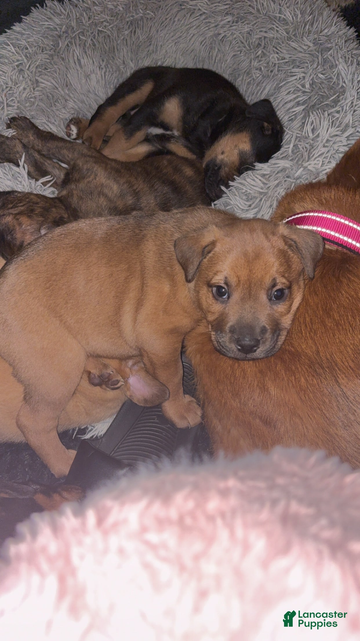 Mixed Breed dogs Mixed Breed Puppy 2 - Ad 13