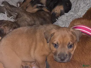 Mixed Breed dogs Mixed Breed Puppy 2 - Ad 13