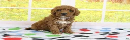 Mini Goldendoodle dogs for sale: Haven - Ad 3