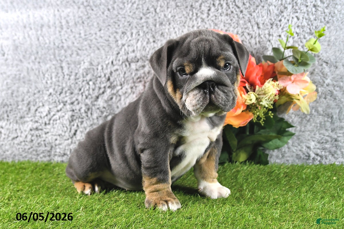 English Bulldog dogs Harmony - Ad 2