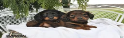 Miniature Dachshund dogs for sale: Spencer - Ad 3