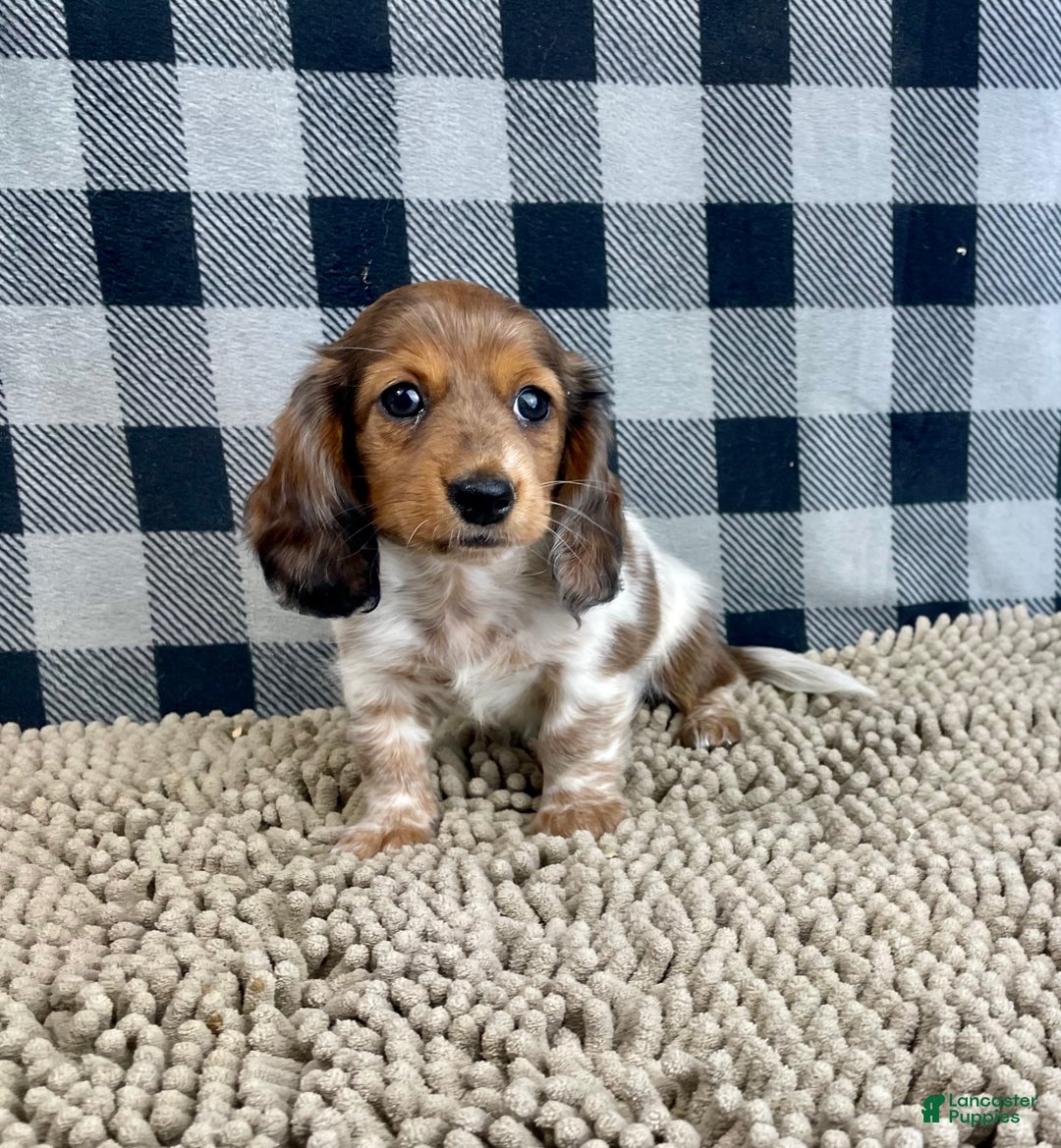 Miniature Dachshund dogs for sale: Kelly - Ad 2